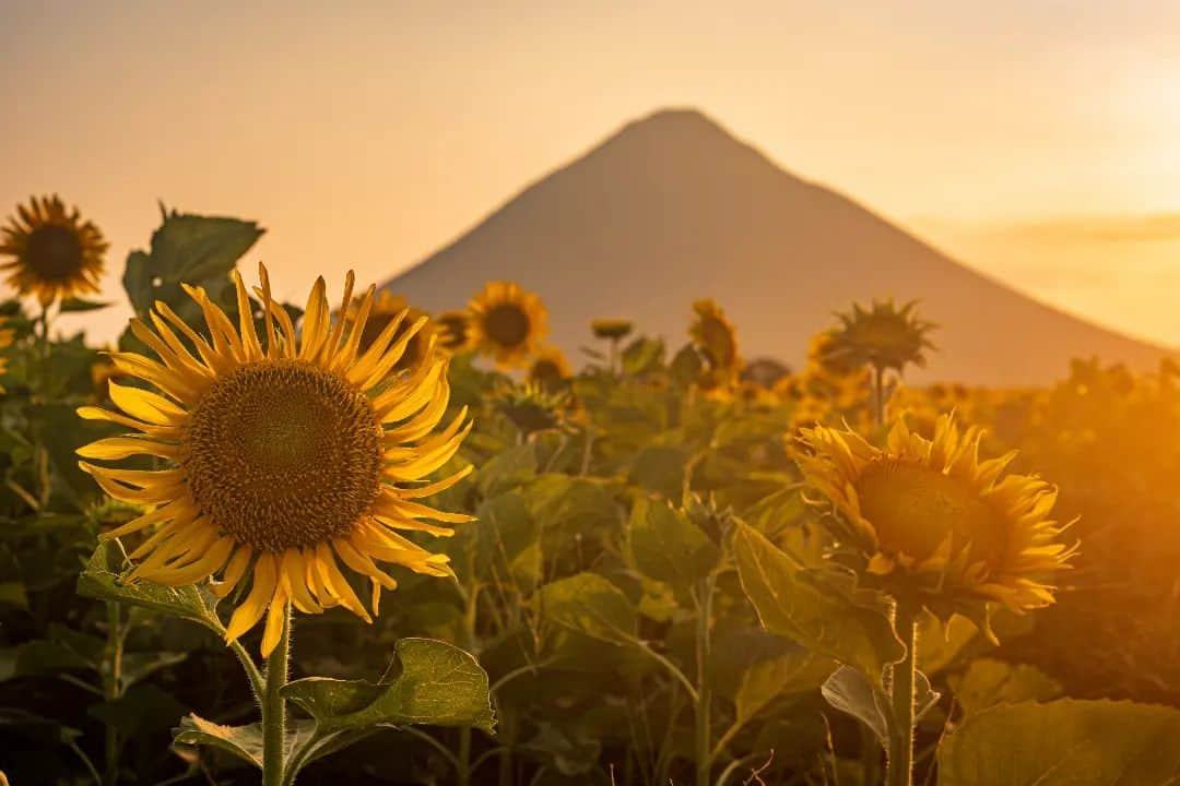 鹿児島よかもん再発見のインスタグラム：「指宿市山川岡児ヶ水にあるひまわり畑の夕暮れ(^-^)/ R5/7/25撮影  開聞岳&ひまわり畑が広がる光景が大人気ですが、ひまわりを主体にしても素晴らしい風景があります😀  【すみっこ巡りビジュアルコンテスト】開催中！ いぶすき広域観光推進協議会では、指宿市、南九州市、南大隅町、錦江町の２市２町の魅力を撮影した写真や動画のコンテスト「すみっこ巡りビジュアルコンテスト」を開催中。  総勢50名様に、賞金や特産品が当たります。  詳しくは、すみっこ巡り公式アカウント @sumicco_kgsm　へ。  #鹿児島 #鹿児島観光 #指宿 #指宿市山川 #開聞岳 #ひまわり #岡児ヶ水 #鹿児島の風景 #鹿児島の自然 #すみっこ巡り #フェリーなんきゅうで行こう #kagoshima #kagoshimaphoto #kagoshimaphotograph」