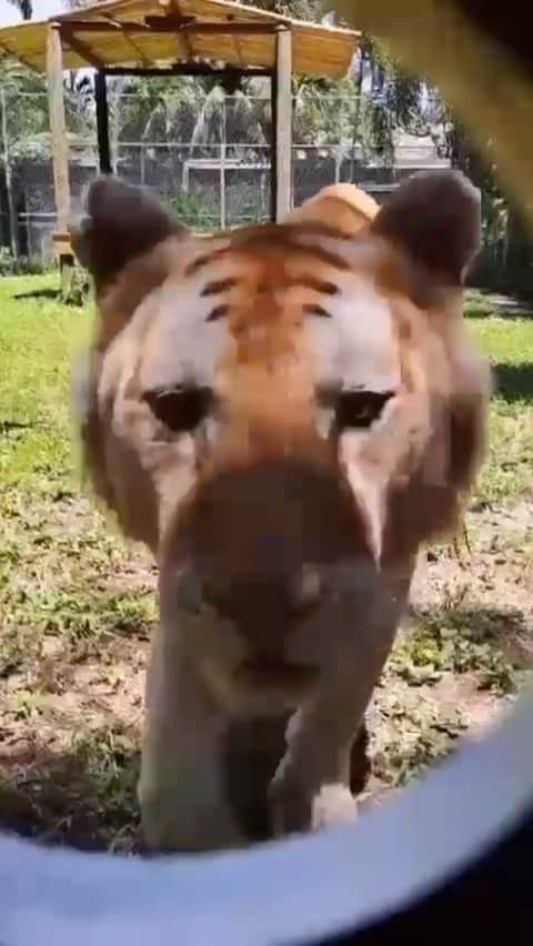 のインスタグラム：「It’s 🐅 #InternationalTigerDay! 🐅  One of my great loves and earliest memories of my passion and fascination of conservation and becoming a leader in this field was because of tigers and Boschkar our golden tabby tiger holds a special place in the hearts of not only myself but the whole team and visitors of our park.   Fittingly Boschkar is named after great Indian prince that brought peace to India in ancient times and he carry’s that in him.   With only 4,000 tigers left in the wild YOU can make a difference by learning about the importance of preservation and conservation of endangered species by visiting us @zwfmiami.   #tiger #goldentabbytiger #conservation」