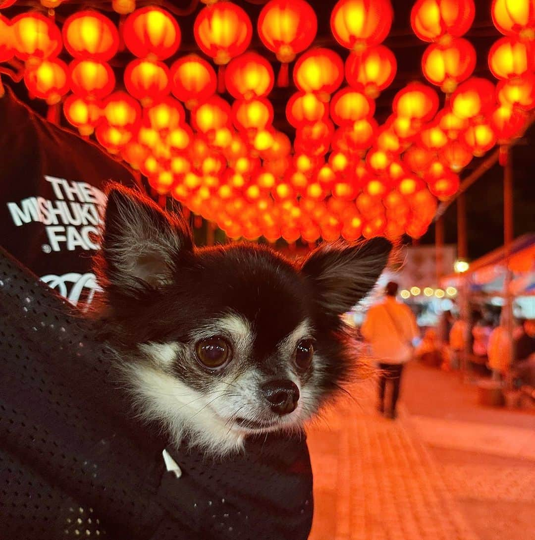 中倉隆道さんのインスタグラム写真 - (中倉隆道Instagram)「. 台湾フェス🇹🇼🐶✨  ランタンが綺麗だったー♬ 台湾ビール🍺ウマウマ！  楽しい夜のお散歩🐕✨  #台湾フェス #わんこ #ワンコ #わんこのいる生活 #チワワ #愛犬 #luft #チワワ大好き #instachihuahua #dog #cutedog #강아지 #puppy #chihuahuas #わんことお出かけ」7月29日 21時28分 - ryudo.tokyo