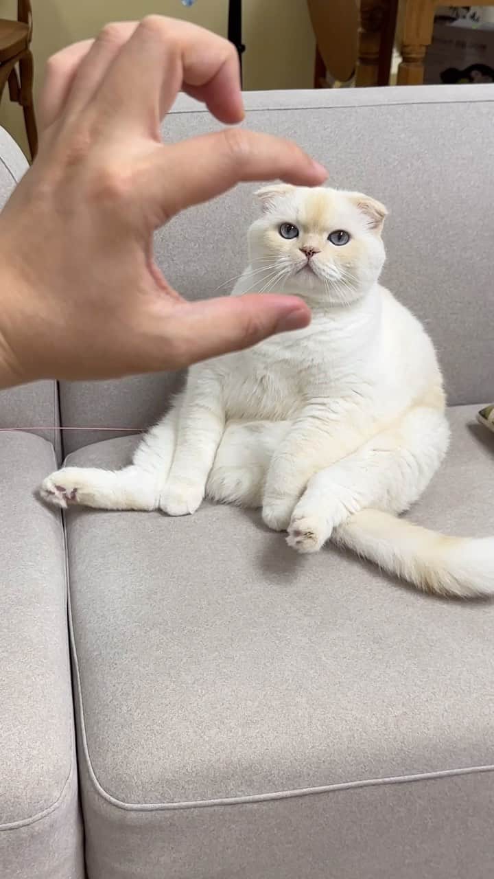 のインスタグラム：「포켓순무랑 노는 게 제일 재밌다ㅋㅋㅋ  #순무 #SoonMoo」