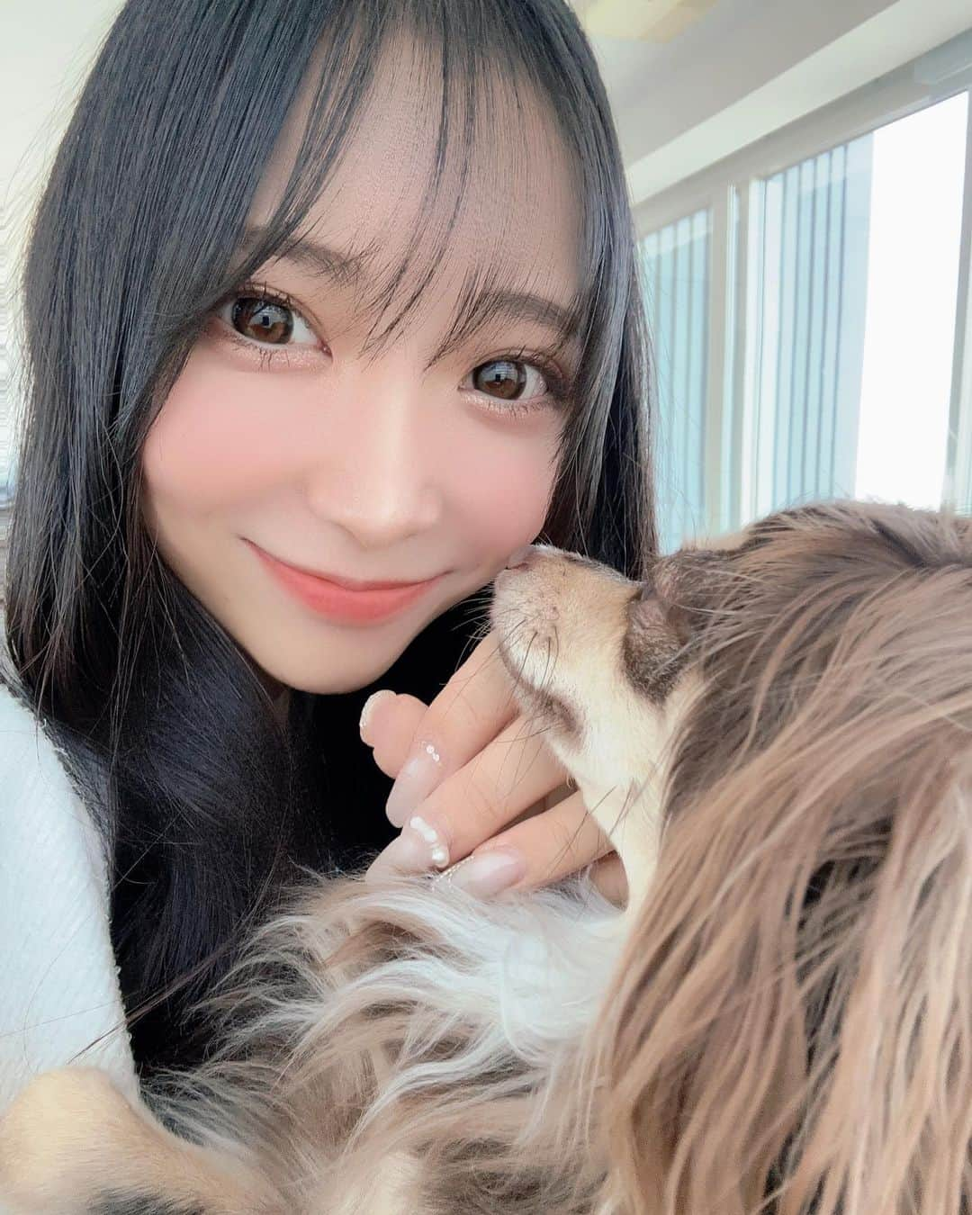 高木美穂のインスタグラム：「うちのばぶちゃんとパシャ📸 全然カメラ向いてくれないけど笑 今年の12月で2歳になります♡ 何歳になってもばぶちゃん👶🏻♡ ° #チワックス #チワックス子犬 #チワワ #ダックスフンド #ダックス #カニーヘンダックス #いぬすたぐらむ #犬のいる暮らし #子犬のいる暮らし #子犬 #パピー #パピー #トリュフ」