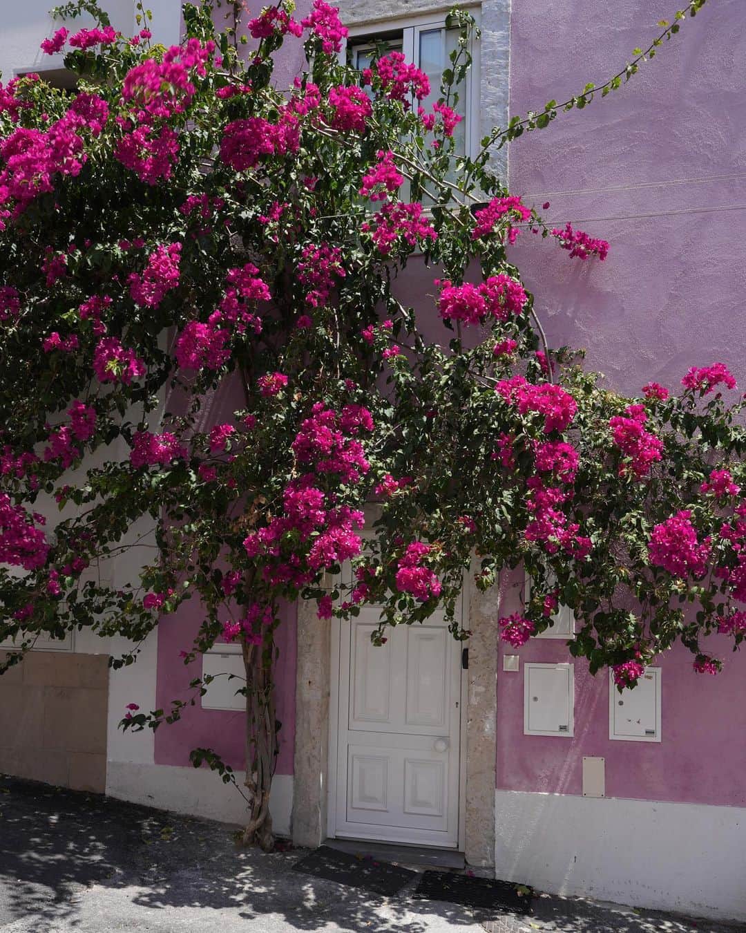 矢野未希子さんのインスタグラム写真 - (矢野未希子Instagram)「. 暑い🔥 カメラ持ってるとついつい夢中で炎天下を過ごしちゃう🫧  この木、こんな細い根っこから ここまで大きなお花を咲かせ、暑さにも負けず凄い。 いつかピンクの家はピンクのお花で覆われるのかな💓」7月29日 22時25分 - mikko1104