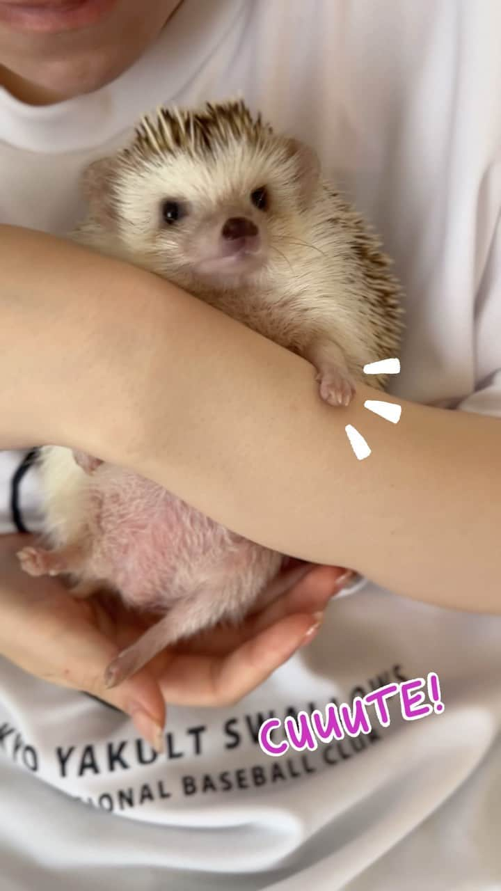 ラド&ティンクのインスタグラム：「She's so chubby and cute‼️❤️  model ： Flan  ファミリーの中で1番ムチムチボディのフラン。 可愛いよね❤️  #はりねずみのフラン #はりねずみ #ハリネズミ #針鼠 #igersjp #pecotv #hedgehog #hedgie」