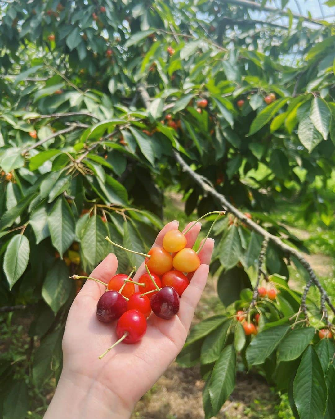 金光みり愛さんのインスタグラム写真 - (金光みり愛Instagram)「人生初のさくらんぼ狩り🍒💗 北海道も暑い〜☀️  Tops : @fiolily_official  Denim : @priveve_priveve × Something Pierce : @priveve_priveve  Bag : @priveve_priveve  Cap : @priveve_priveve  . . . . . #北海道#北海道旅行#北見#知床#北海道グルメ#北海道ホテル#知床グルメ#知床ホテル#北こぶし#北海道観光#知床五湖#知床観光#ホテル#国内旅行#カップル旅行#カップル旅#北海道土産#旅行#旅#旅行コーデ」7月29日 22時52分 - milliah_kanemitsu