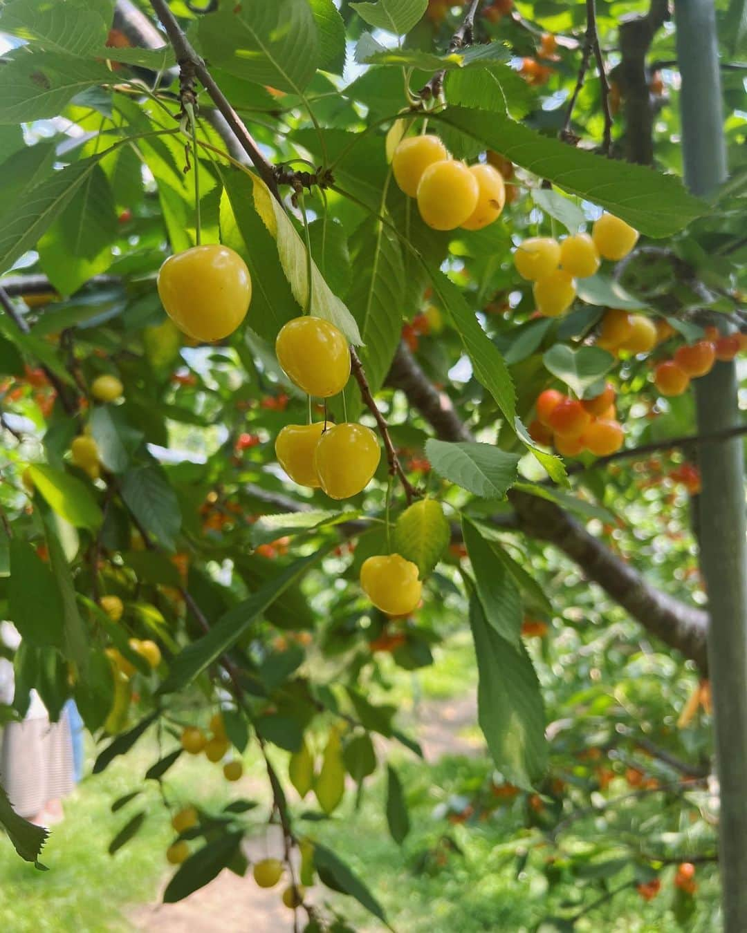 金光みり愛さんのインスタグラム写真 - (金光みり愛Instagram)「人生初のさくらんぼ狩り🍒💗 北海道も暑い〜☀️  Tops : @fiolily_official  Denim : @priveve_priveve × Something Pierce : @priveve_priveve  Bag : @priveve_priveve  Cap : @priveve_priveve  . . . . . #北海道#北海道旅行#北見#知床#北海道グルメ#北海道ホテル#知床グルメ#知床ホテル#北こぶし#北海道観光#知床五湖#知床観光#ホテル#国内旅行#カップル旅行#カップル旅#北海道土産#旅行#旅#旅行コーデ」7月29日 22時52分 - milliah_kanemitsu