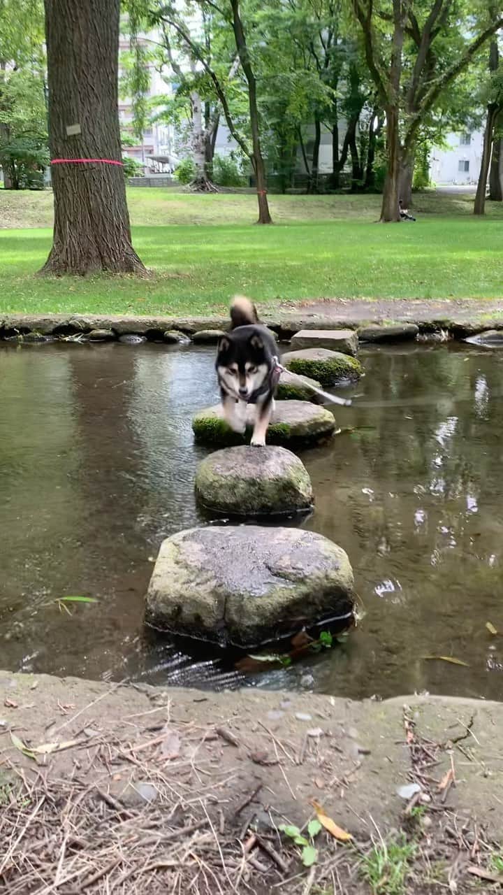 吾子のインスタグラム：「・ ・ ひょいーっと🐶🩷できたー ・ 上手ー🐶❓ほめてー ・ あこわん多飲多尿もおさまり、やっとワクチン接種前の状態に戻りました🐶🩷長かったー ・ ご心配ありがとうございました🙇🏻‍♀️あとは次の病院で血液検査をして肝臓の数値が下がってればOKです ・ ワクチン接種は気をつけましょう〜🐶必ず経過観察と、病院がやっている時間も計算して接種を ・ ・ ・ ・ ・ ・ ・ ・ #暑さ注意 #早朝夜のお散歩をー #sapporo  ・ 北海道の柴犬 #柴北会 の皆ワン🐶暑い日は水いっぱい飲もう〜🐶✨ ・ #adorable #instadog#shibainu#dog#柴犬ライフ #instashiba#柴犬マニア #9gag #barked #kuroshiba#socute #cutedog#いぬのきもち #黒柴 #dogstagram_japan」