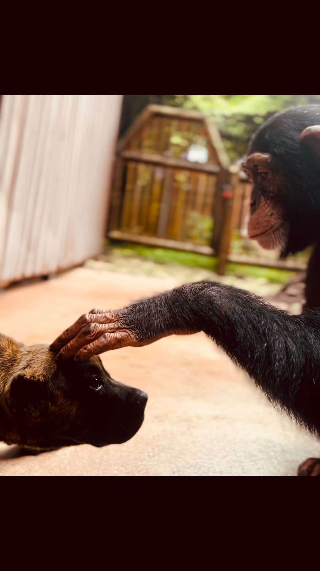 Zoological Wildlife Foundationのインスタグラム：「Welcome to the family ‘Chaos’! It’s a guarantee papa @mariowildlife is gonna love on you like he does with all of us (but don’t get it confused I’m boss)! 😝   It’s papas first dog from our friends @sanderskennel in almost 20 years - if you are looking for the 🌎 best Presa Canario puppies and a top tier customer service then call our extended family Noah on (770) 475-6009 or visit www.sanderskennel.com.   #thebest #presacanariopuppy #presacanariosofinstagram #limbani #zwfmiami #chimpanzee」