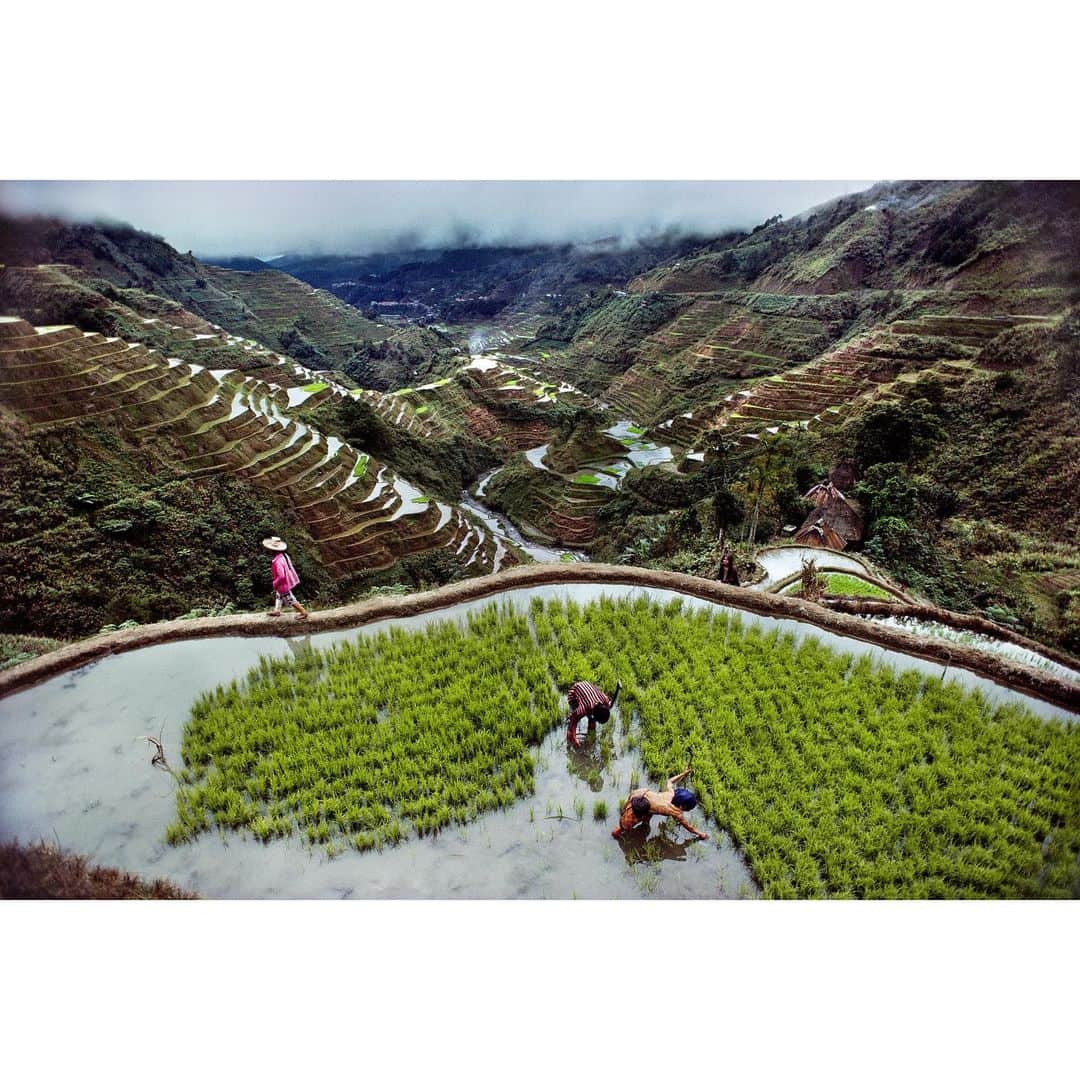 スティーブ・マカリーのインスタグラム：「Farmers transplant seedlings on the rice terraces of Banaue, Philippines, which were designated as a World Heritage Site. 1985. 2nd image: A farmer tends his cornfield, Mindanao, 1985.」