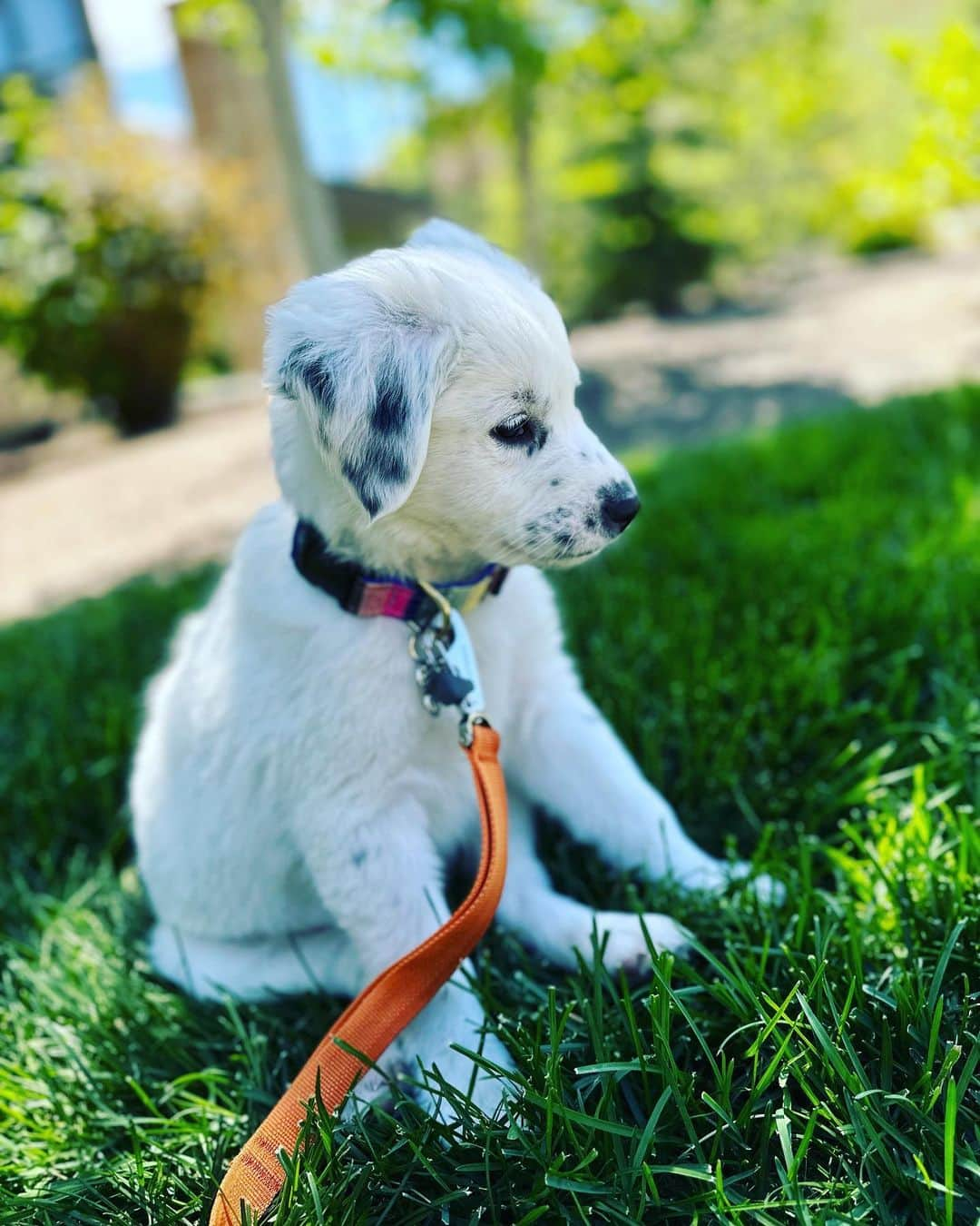 マーク・ホッパスのインスタグラム：「Don’t be fooled. This is the face of a menace. A hellion. Five pounds of teething puppy fangs and boundless curiosity. If you see her DO NOT ENGAGE.」