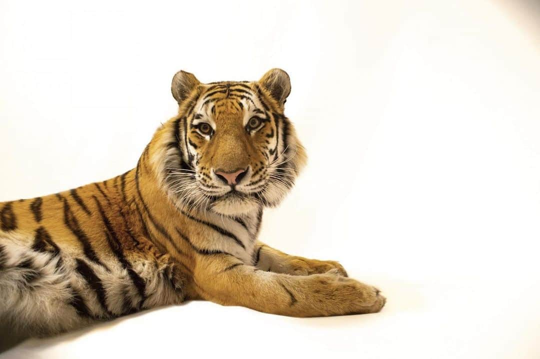 Joel Sartoreさんのインスタグラム写真 - (Joel SartoreInstagram)「I was all set up for a shoot at Colorado’s @cheyennemountainzoo. The only thing missing was the cat, who had no interest in posing. Turns out, tigers may be kings of the jungle, but they won’t walk onto my backgrounds unless they feel comfortable. We threw out meat for him, thinking surely that would do the trick. But he was impervious to it. Over and over again, he’d carefully stretch a paw onto the paper from his spot outside the background, grab the meat, and slink away to eat it. We did this for four hours. As the tiger took a nap, I wondered if we needed a more enticing treat, like an intern. Finally, one of the keepers remembered that enrichment activities with the tigers occasionally involved whiffs of perfume. So someone fetched a bottle of Prada fragrance and sprayed a little on the background. The tiger sauntered right in and sprawled out on the background! We got our picture.   #InternationalTigerDay #tiger #AmurTiger #cat #bigcat #feline #mammal #animal #photoshoot #storytime #photography #wildlifephotography #animalphotography #PhotoArk @insidenatgeo」7月29日 23時53分 - joelsartore