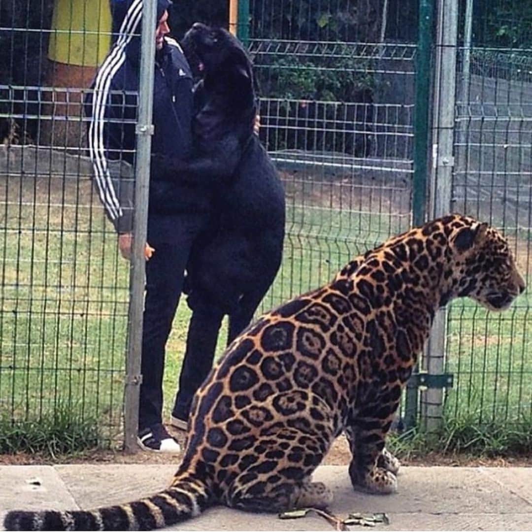 Black Jaguar-White Tiger さんのインスタグラム写真 - (Black Jaguar-White Tiger Instagram)「The women of my Life are a little possessive. As you can see from this example :)」7月30日 0時00分 - blackjaguarwhitetiger