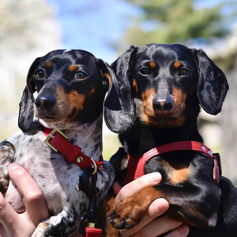 Crusoe the Celebrity Dachshundさんのインスタグラム写真 - (Crusoe the Celebrity DachshundInstagram)「“Me and Reese of @harlowandsage , now versus 6 years ago when we first met.. Time goes tooooo fast.”   ~ Crusoe」7月30日 1時30分 - crusoe_dachshund