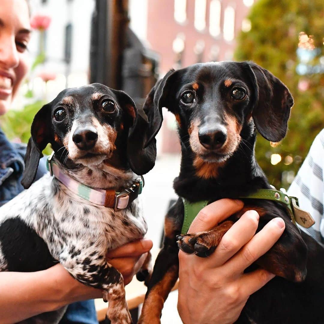 Crusoe the Celebrity Dachshundのインスタグラム：「“Me and Reese of @harlowandsage , now versus 6 years ago when we first met.. Time goes tooooo fast.”   ~ Crusoe」