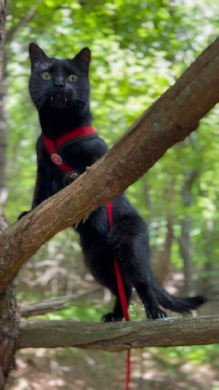 セルジオのインスタグラム：「When it’s so hot, but you’re so cool 😎 ————————— #coollikedat #coolcat #vampirecat #monkey #monkeybusiness #catsintrees #wildcat #wildchild #monk #batcat #catsofinstagram #catreels #catreel #reellife #reellovers #myfurbaby #blackcatsofinstagram #vampirelife #catmomlife #rescuecats #catsofig #mykidshavefur #mykidshavelaws #catsonleashes #catonaleash」