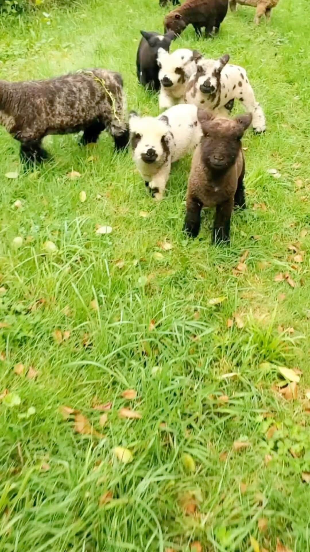 Baby Animalsのインスタグラム：「Tag your squad! 😊  Video credit: @applefoxfarm   #goatlife #goatlove #goatlover #goats #cutegoats #babygoats #cuteanimals #cutestanimals #cuties #animallovers #animallover #goatfarm」