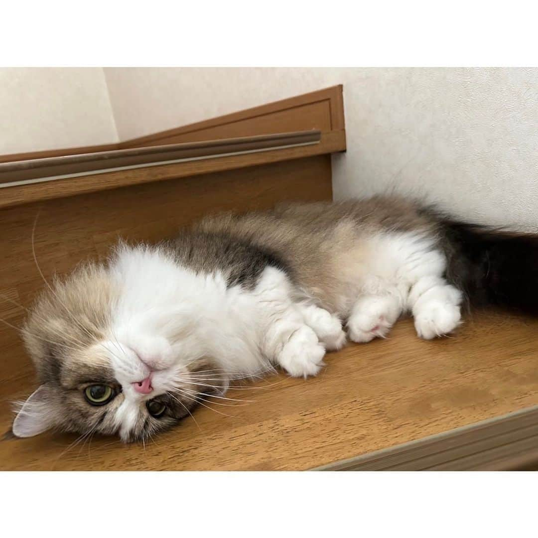 NiziUさんのインスタグラム写真 - (NiziUInstagram)「WithUに癒しを…🩵  ————————- 귀여워😭🩵  #NiziU #WithU #MAYUKA #🐱🌈 #ミランとベル🐈🤎」7月30日 15時49分 - niziu_artist_official