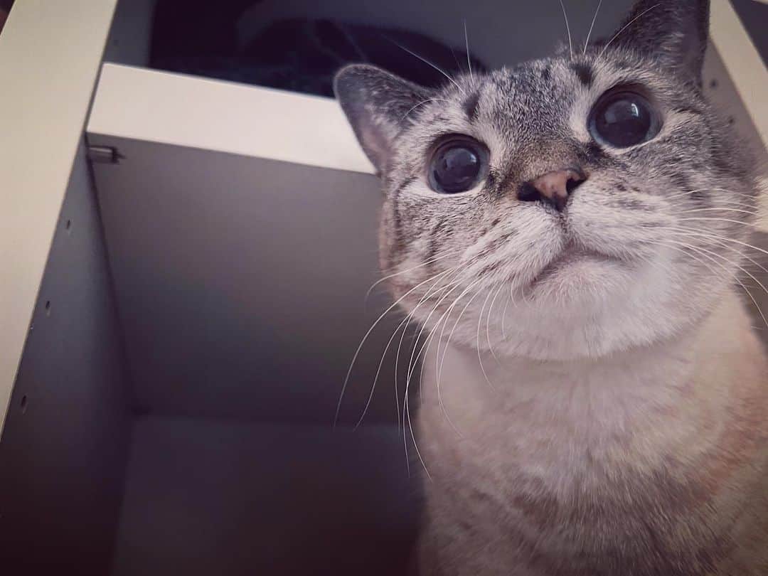 横槍メンゴのインスタグラム：「るったんてやっぱ目が猫っぽくないな…」