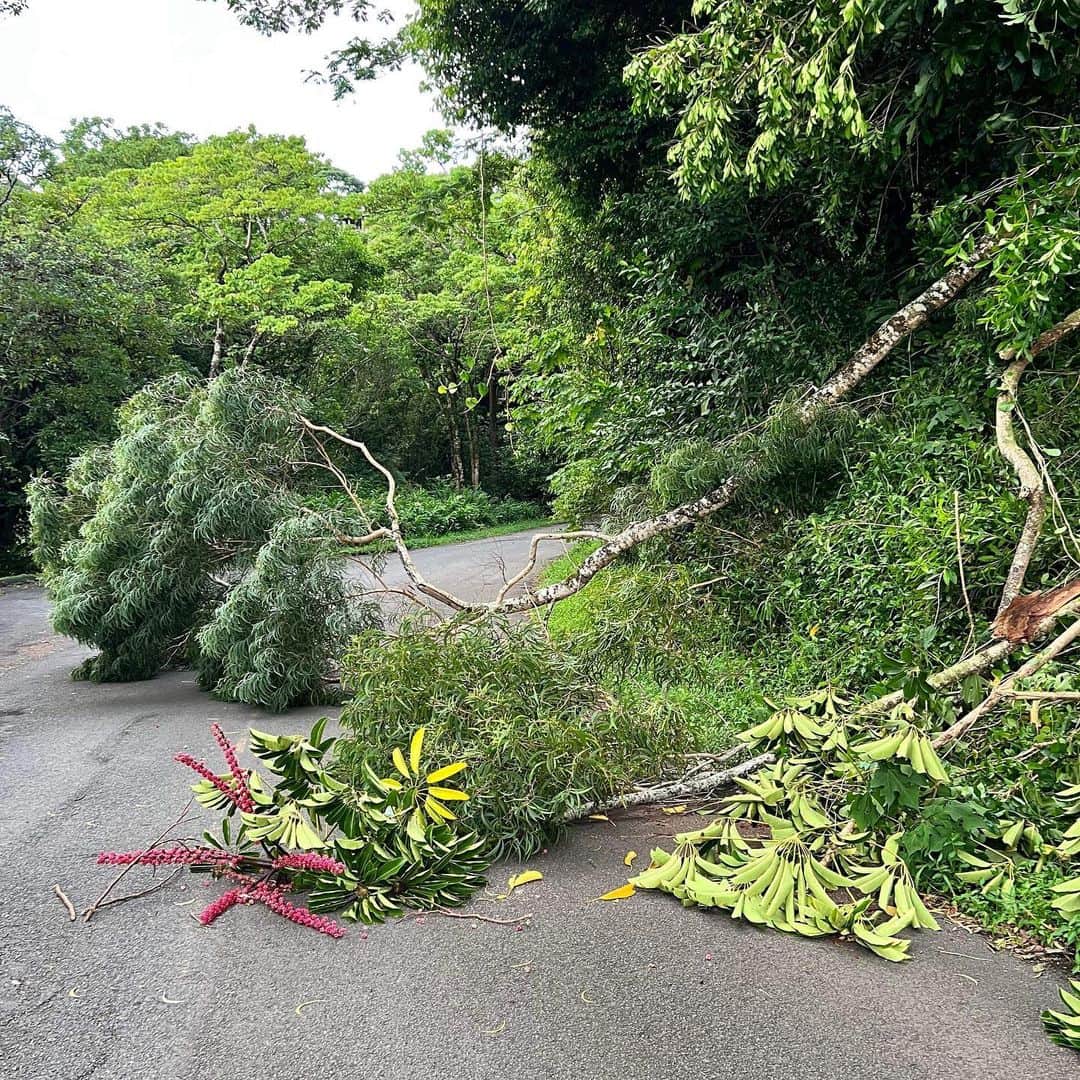 飯島寛子さんのインスタグラム写真 - (飯島寛子Instagram)「月に一度のタンタラスランニング！今朝は寝不足でした。風が強かったのかな？途中ユーカリの木とオクトパスツリーが倒れて道を塞いでいたよ！今日も良い日で Mahalo pic by Saya #saturdayrunning #runner #tantalus」7月30日 14時46分 - hirokoiijima