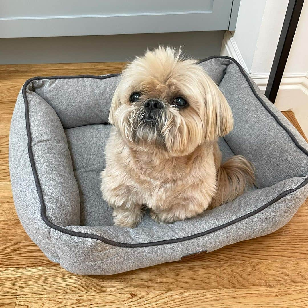 Dougie the Shih Tzuのインスタグラム：「Yo.」