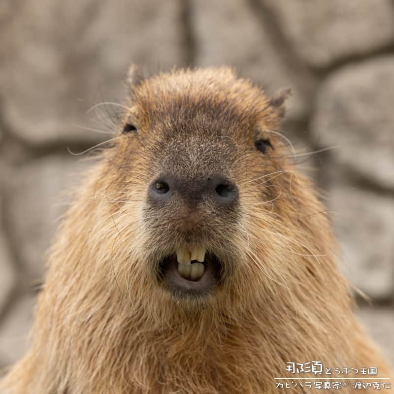 渡辺克仁さんのインスタグラム写真 - (渡辺克仁Instagram)「おはようございます。  #カピバラ #水豚 #capybara #おはよう」7月30日 7時00分 - katsuhito.watanabe