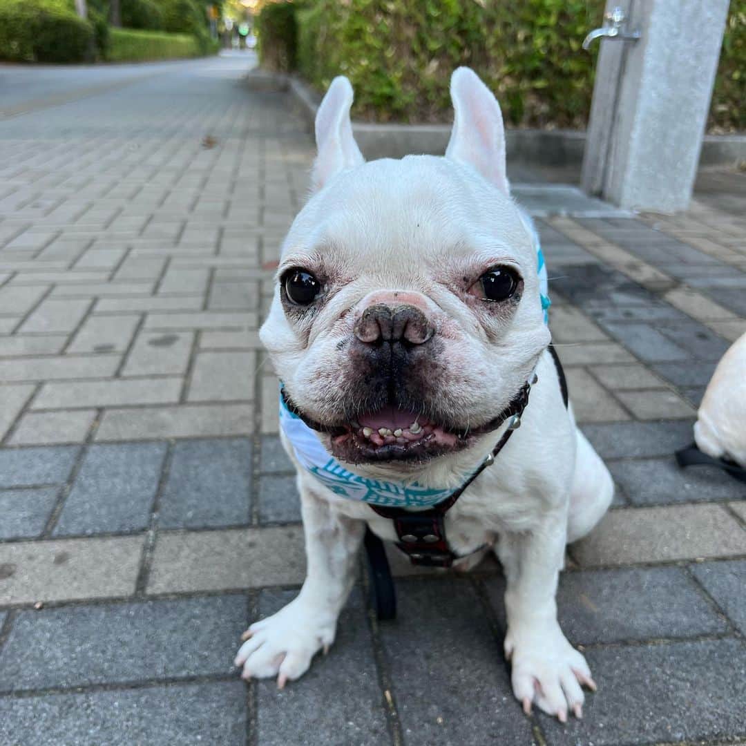 つの丸のインスタグラム：「散歩は早朝と夜。 それでもこの子らには暑い🥵  #frenchbulldog #フレンチブルドッグ #ふがれす #ふがふがれすきゅークラブ #保護犬 #保護犬を家族に #保護犬を家族に迎えるという選択肢 #フレ吉124号」