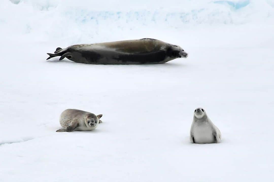海上自衛隊さんのインスタグラム写真 - (海上自衛隊Instagram)「見ているだけでひんやりする一枚をお届け。 厳しい暑さが続くときは、こんな風に氷の上でごろんとしたいですね。  #しらせ #南極 #夏バテ対策 #ひんやり #癒し」7月30日 9時00分 - jmsdf_pr