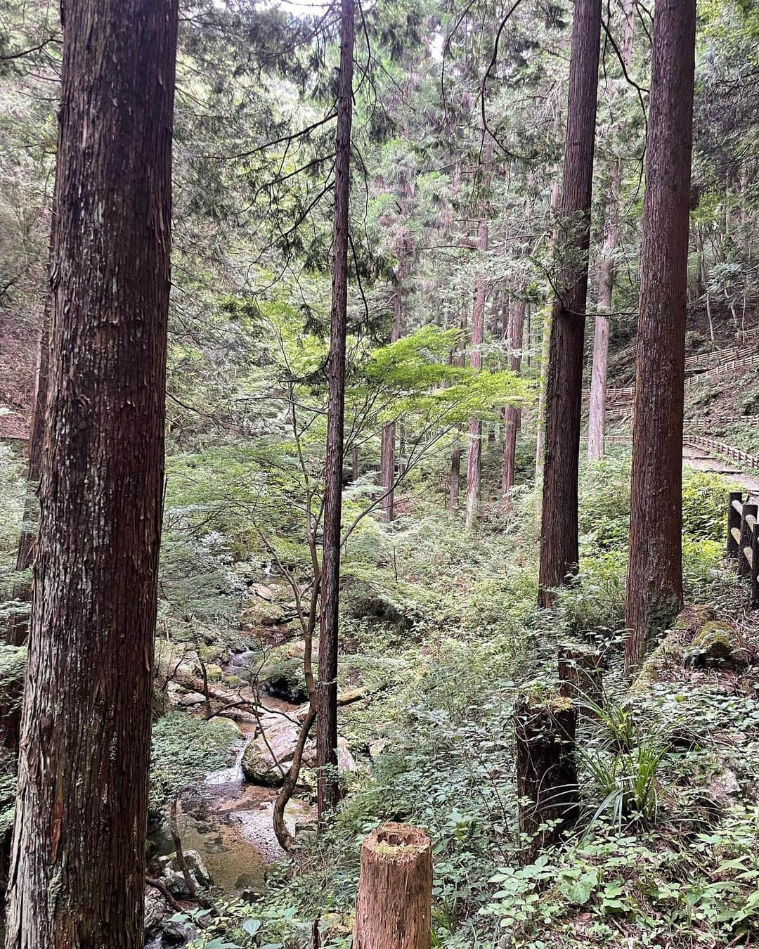 鈴木勇人さんのインスタグラム写真 - (鈴木勇人Instagram)「試合前リフレッシュで檜原村に行ってきた⛰払沢の滝良かった💯 #檜原村 #払沢の滝」7月30日 10時21分 - hayato3122