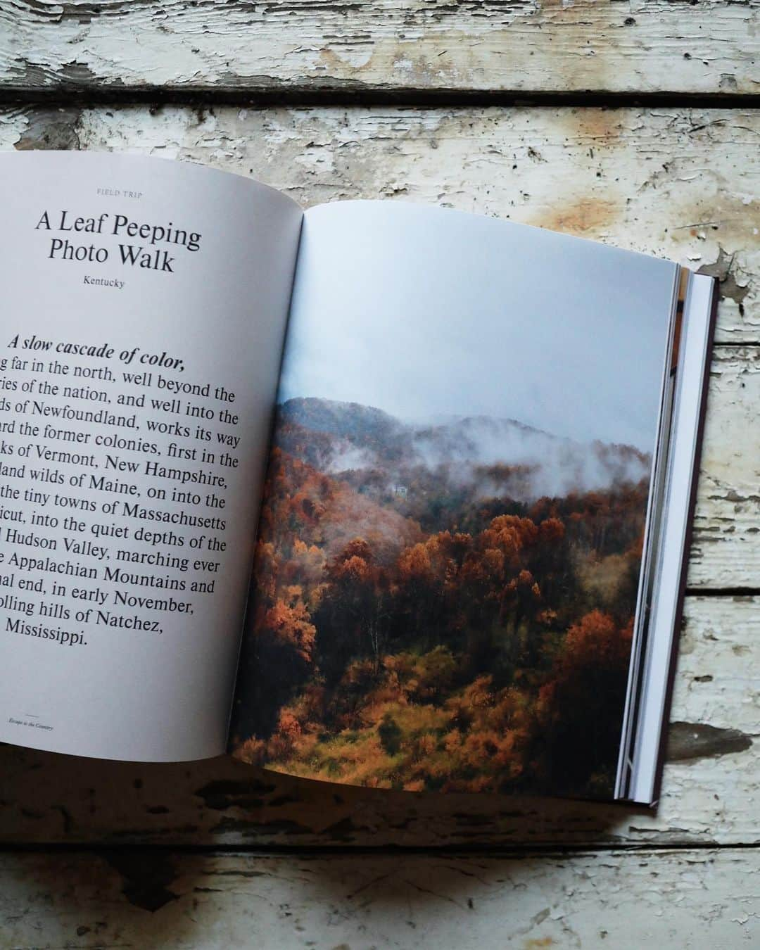 FOLKさんのインスタグラム写真 - (FOLKInstagram)「🍎ESCAPE TO THE COUNTRY — LIVING ON THE FARM  a hardcover coffee table book by folk | now available   It was a passion project that took a year longer than expected. A journey from living in The City to moving back to western Kentucky and into a 120 year old farmhouse that was built by my great great grandparents. It had been a dream since I was four to one day own this place and to live a quiet life in the country....a bucolic valley in the middle of nowhere that my family first settled in the 1780s. This book follows that journey, but in the process it took on a life of its own.   This coffee table book, a long and labored dream comes out in the US in August, but a few advanced copies are available now via the website. They're packaged and ready to ship, without delay. The 250 page book is a true beauty with the stories of 18 others from all across the country that have decided upon a rural life, a dozen recipes, and over 100 beautiful and timeless photos of rural life and rural homes at their best.   Welcome yourself into a world that feels cozy and warm, like a meal or a visit with a long loved neighbor. This book is a piece you will want to revisit over and over again, and for me it is truly a dream come true.   The book, its stories, its photos, and the energy that flows through it represents a shift here at FOLK. The online shop has closed, the final orders are in the process of going out, and a return to story telling has arrived. We ask to you order a copy of this book, because we know you will love it, and we already have it ready to send your way.」7月30日 11時05分 - folkmagazine