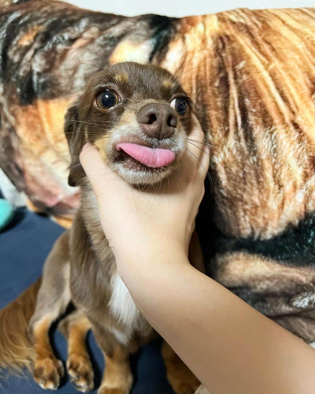のインスタグラム：「. どうも。 サマーカットの ちゅるっちゅるな うなぎ犬です😮‍💨😮‍💨🐕  つかまえてもつるって すり抜ける😂笑笑  土用の丑の日〜！ うなぎ食べたいね💭💭  #土色の犬の日🐕 #ウナギイヌ  #ぷんた #チワックス #チョコタンチワックス  #犬のいる暮らし  #わんこのいる生活」