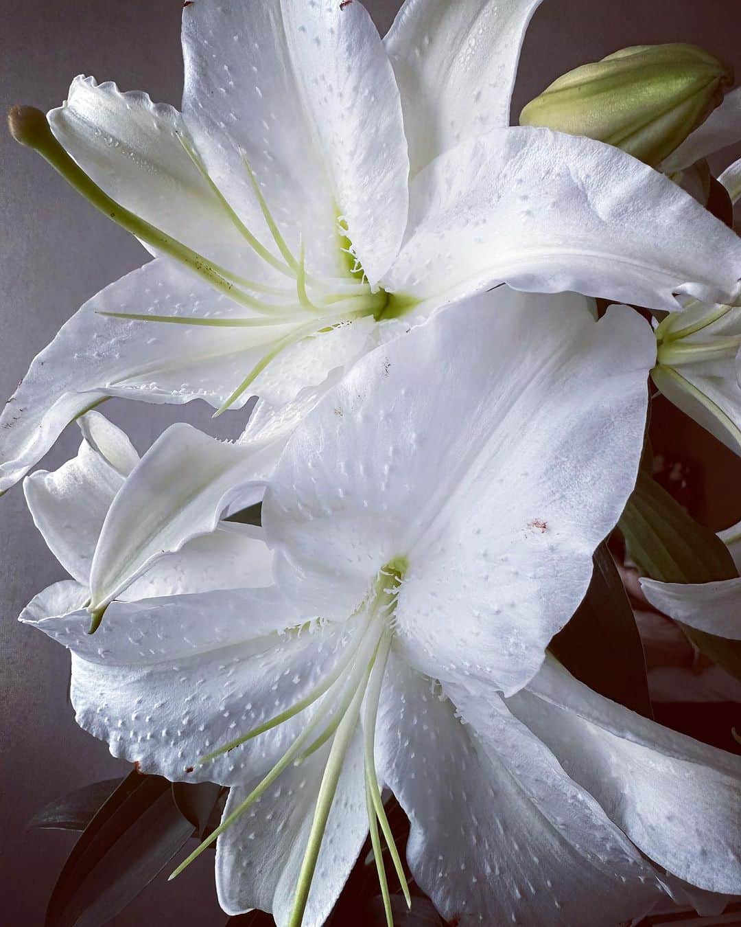広崎うらんさんのインスタグラム写真 - (広崎うらんInstagram)「カサブランカ 香りとその美しい姿に癒される  ありがとう😚  #花 #flower #カサブランカ」7月30日 11時26分 - uranhirosaki