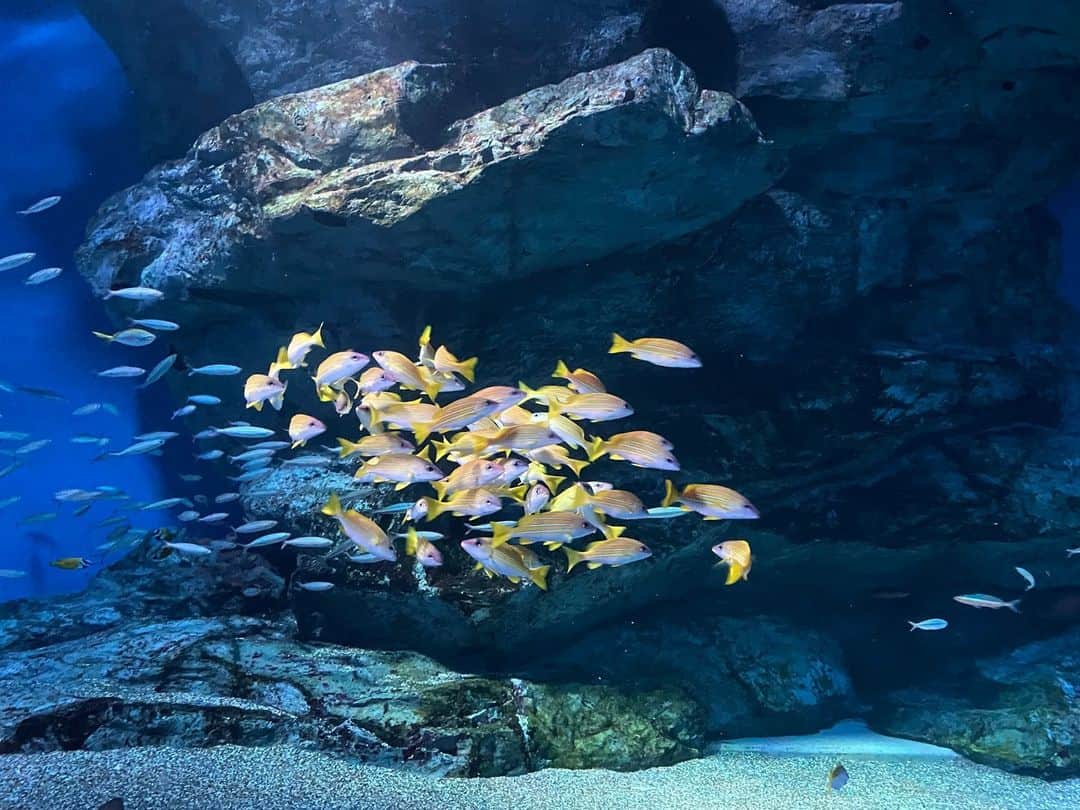 アクアパーク品川さんのインスタグラム写真 - (アクアパーク品川Instagram)「頭上にさまざまな魚たちが泳ぐワンダーチューブ。 10種類以上のエイたちの他、 小さな魚の群れも見つけることができます🐟🐟🐟  #ワンダーチューブ #ヨスジフエダイ #グルクマ #魚の群れ  #マクセルアクアパーク品川 #MaxellAquaParkShinagawa #アクアパーク #aquapark #アクアパーク品川 #aquaparkshinagawa #水族館 #aquarium #水族館デート #デート #お出かけ #東京 #都内 #品川 #駅近 #東京観光 #屋内遊び場 #品川プリンスホテル #品プリ」7月30日 12時00分 - aquapark_official