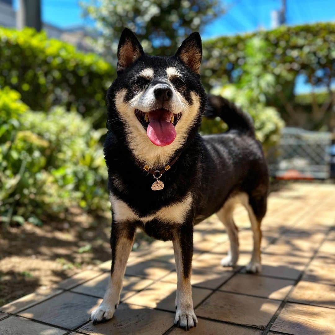 vo_coのインスタグラム：「🐾 あぢーーーーーー💦 みんなお家の中で涼しく過ごしてね こたちゃんは敢えて炎天下の灼熱の庭に出てハッスルしてましたが5分で退散しました ＊ #shibastagram #instashiba #shiba #shibainu #黒柴 #柴犬」