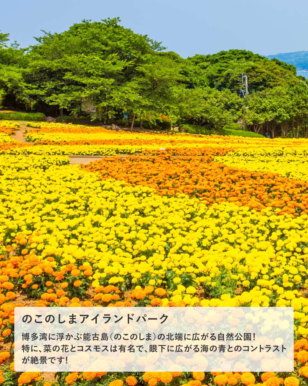 楽天トラベル さんのインスタグラム写真 - (楽天トラベル Instagram)「投稿を保存して見返してね😊 毎日おすすめの観光スポットやホテルを紹介している 楽天トラベル💚 👉@rakutentravel  ーーーーーーーーーーーーー  本日は、日本でも有数の観光スポットがある福岡を紹介します⛩ 自然豊かな場所から歴史的名所まで多くの魅力があります☺ 今年の夏休みの旅行先にいかがですか👜💕  ーーーーーーーーーーーーー  1　#博多港 #博多ポートタワー 2　#シーサイドももち海浜公園 3　#のこのしまアイランドパーク 4　#太宰府天満宮 5　#桜井二見ヶ浦 #夫婦岩  ーーーーーーーーーーーーー  #rakutentravel をつけて投稿してくだされば、 あなたの撮った写真が楽天トラベルアカウントに掲載されるかも👀  旅の計画に夢中になれるインスタマガジン👜 楽天トラベルをフォローして理想の旅をみつけてね🛫@rakutentravel  いってみたいと思った人は気軽にコメント欄にスタンプ送ってね💕  ーーーーーーーーーーーーー」7月30日 18時00分 - rakutentravel