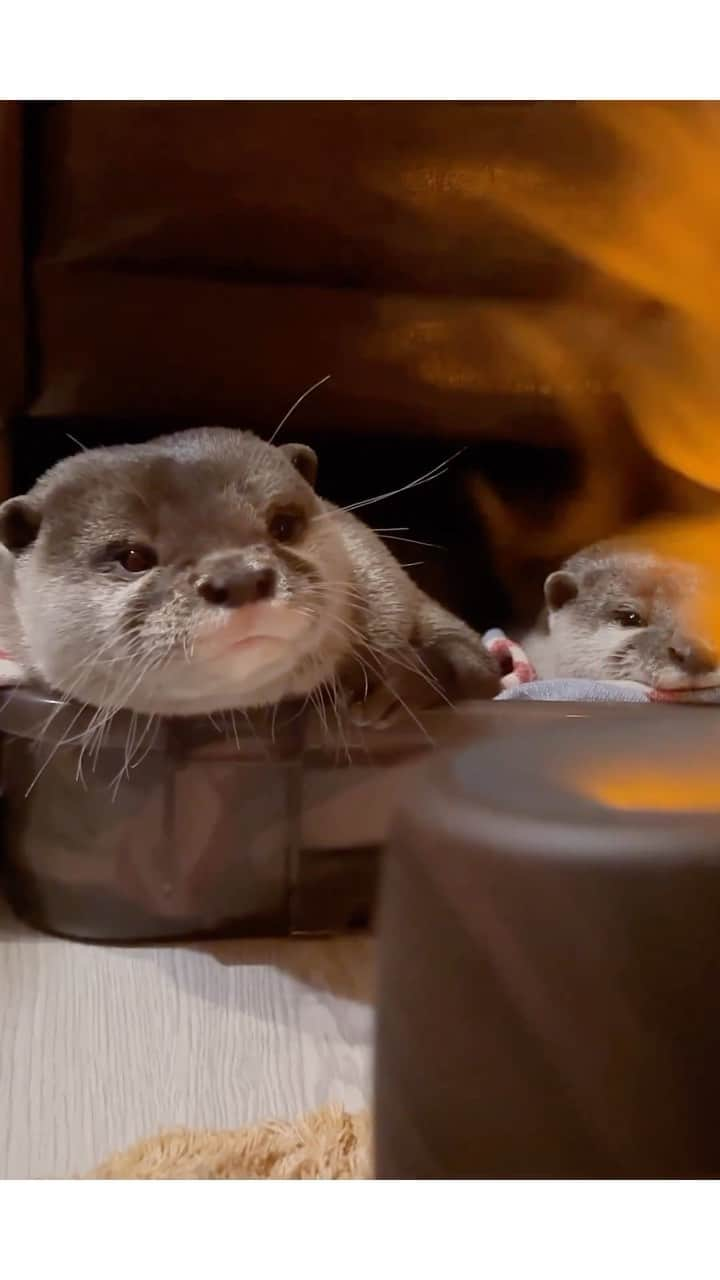 カワウソ コタロー&ハナのインスタグラム：「The mist from the humidifier, which appears like a fire is burning, brings a relaxing effect to the otters. 焚き火ように見える加湿器でまったりモード🔥 . .‬ ‪.‬ #カワウソ #コツメカワウソ #カワウソハナ #コタロー  #カワウソコタロー #otter #otters #baby #cute #小動物 #動物 #ペット #pet #かわいい #かわうそ #もふもふ #animal #수달  #귀여워 #水獺 #loutre #lontra #lutra #выдра #นาก #petstagram #otterlove #kotarotheotter #otterkotaro」