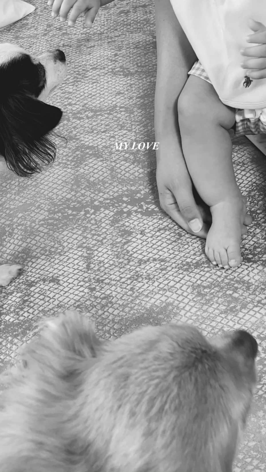 のインスタグラム：「ティアちゃんとリリーちゃんに興味津々な息子、見ると大笑いっ🐕‍🦺動いてるのが楽しいのかな！この笑い声に毎日いっぱいパワーもらっています//  一緒に遊んでくれる日をたのしみに、ちょっとづつ触れ合い時間も増やし中❤︎ちなみに息子がごろんと転がっていても、となりにちょこんと見守り隊してくれるわんこたちです。  #mylove #mizukifamily_ #てぃありりー」