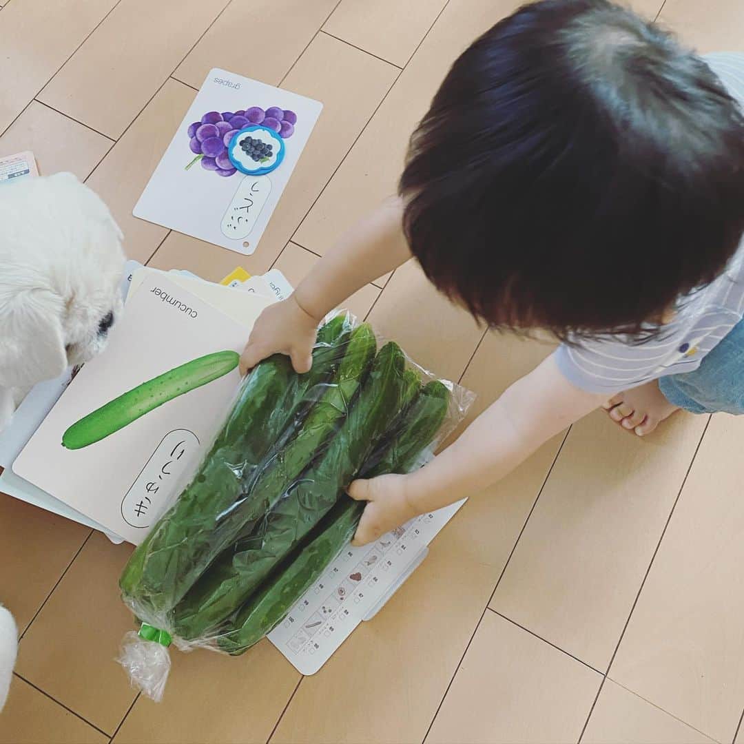 菅原紗由理のインスタグラム：「最近、『ひらがなことばカード』を読みながらカードに描かれている絵と同じ物を横に並べて 「これもいっしょだね！同じ〜！」と会話するのが息子とハマっていること。  それもあってか、 救急車の音を聞いて、目を合わせた後 タタタとどこかへ走って行ったと思ったら 「コデ(これ)！あった！」 と、救急車のおもちゃを運んで来るのは よくあることなのですが、 きゅうりの絵を見た後、 タタタとまたどこかへ走って行ったと思ったら まさかのリアルきゅうりを袋ごと運んできたのには さすがに笑ってしまった。。  その横で真剣な顔をしながら見守ってくれるワンコ。10歳。  この一瞬さえも、 いつか恋しく思う日がくるのだろうな。😞  今夜はきゅうりを刻んで、棒棒鶏にするとします。  記録📝」