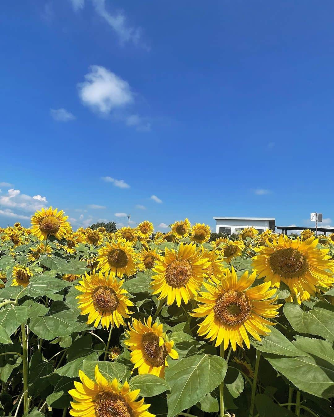 花島なつみさんのインスタグラム写真 - (花島なつみInstagram)「・ ・ ひまわり畑~🌻 夏感じてる❣️ ・ ・ ・ ・ #ひまわり畑 #向日葵畑 #夏休みの思い出 #まだ学校終わってない#山梨観光 #山梨#明野ひまわり畑#夏コーデ #ワンピースコーデ #ミニワンピ」7月30日 13時45分 - natsu_lucky777