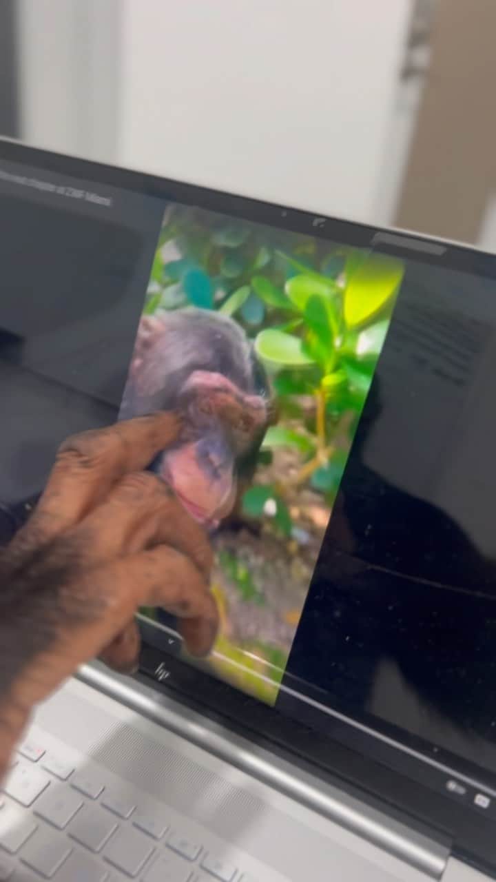 のインスタグラム：「Oh look 👀 it’s me - #sundayfunday after breakfast and play we are watching videos from @zwfmiami’ @youtube page with chimpy and marveling at the awareness and interaction of the smartest man in the wild game.  Have you subscribed to our channel yet? Head to stories and click link to join for exclusive content dropped daily.   Also don’t forget we are still fundraising for Limbani’s ‘Housing Project’ and a donation of just $5 can make all the difference.   #fundraiser #gofundme #chimpanzee #limbani #youtube」