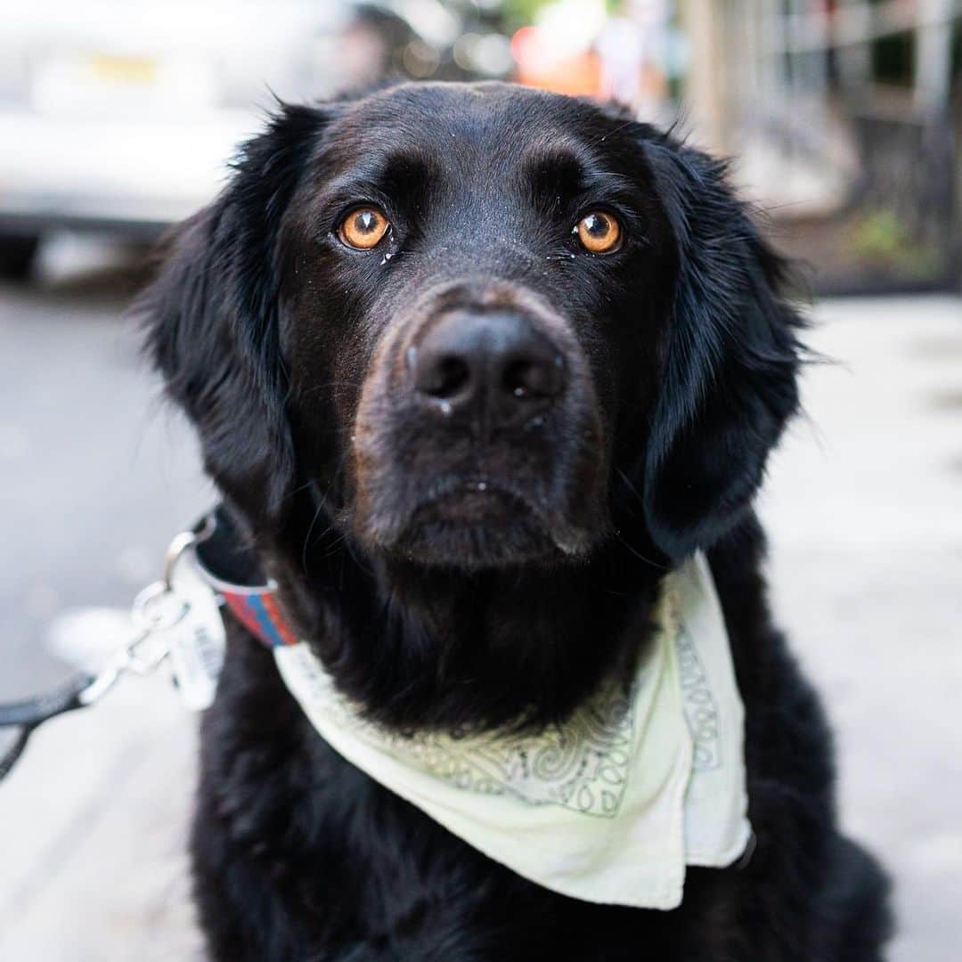 The Dogistさんのインスタグラム写真 - (The DogistInstagram)「Ralph, Great Pyrenees/Border Collie mix (5 y/o), 10th & 5th Ave., New York, NY • “He’s from Kentucky, where he was a stray – I’ve had him since he was four months old. He’s a gentle giant – he doesn’t know how big he is. They put him with the little dogs at daycare because he lets them run circles around him.” @ralph.the.rescue, a rescue via @muddypawsrescuenyc」7月30日 23時48分 - thedogist