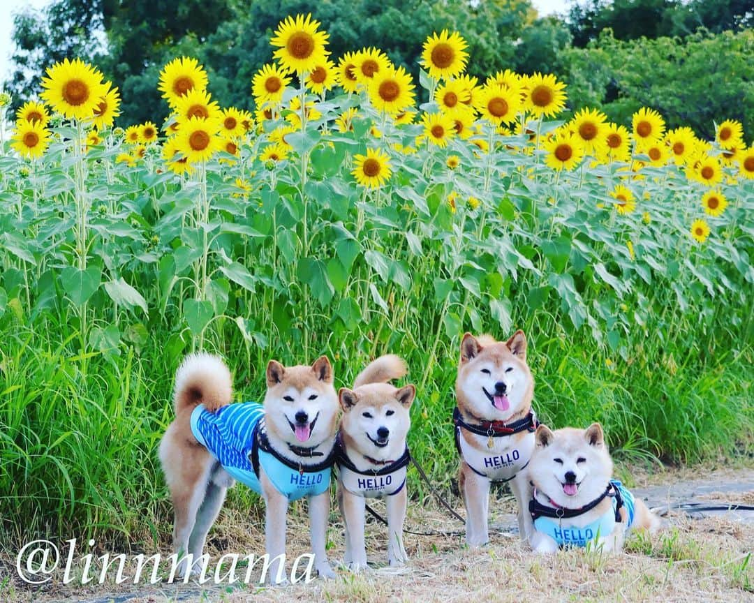 linnmamaさんのインスタグラム写真 - (linnmamaInstagram)「川沿いの公園の向日葵🌻第3弾〜①②③とっても綺麗に咲いてました🌻〜場所は第1弾、第2弾と違って、体験農園の方です😊〜たぶん向日葵🌻が終わったら大根とか植える畑になります〜④青空を入れて煽って撮ってみました📷〜⑤蜂🐝が蜜を吸いに来てるところに遭遇💕〜⑥たくさんの向日葵🌻〜いつも思うことだけど、向日葵🌻は咲いたばかりが一番綺麗💖 ＊ ＊ ＊ #柴犬#dog #柴犬凜の勇気凜々every day  #多頭飼い  #shibastagram  #my_eos_photo #eosr6#eosr10  #ドッグフォトグラファーズ #iphone12#iphone12promax #夕方散歩 #花活 #写活 #向日葵 #戸田川緑地 #戸田川緑地体験農園」7月31日 0時57分 - linnmama