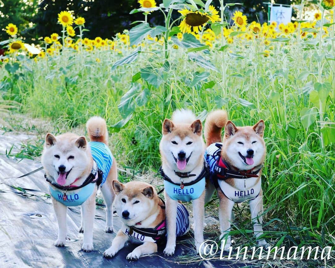 linnmamaさんのインスタグラム写真 - (linnmamaInstagram)「川沿いの公園の向日葵🌻第3弾〜①②③とっても綺麗に咲いてました🌻〜場所は第1弾、第2弾と違って、体験農園の方です😊〜たぶん向日葵🌻が終わったら大根とか植える畑になります〜④青空を入れて煽って撮ってみました📷〜⑤蜂🐝が蜜を吸いに来てるところに遭遇💕〜⑥たくさんの向日葵🌻〜いつも思うことだけど、向日葵🌻は咲いたばかりが一番綺麗💖 ＊ ＊ ＊ #柴犬#dog #柴犬凜の勇気凜々every day  #多頭飼い  #shibastagram  #my_eos_photo #eosr6#eosr10  #ドッグフォトグラファーズ #iphone12#iphone12promax #夕方散歩 #花活 #写活 #向日葵 #戸田川緑地 #戸田川緑地体験農園」7月31日 0時57分 - linnmama