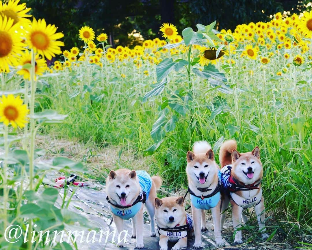 linnmamaさんのインスタグラム写真 - (linnmamaInstagram)「川沿いの公園の向日葵🌻第3弾〜①②③とっても綺麗に咲いてました🌻〜場所は第1弾、第2弾と違って、体験農園の方です😊〜たぶん向日葵🌻が終わったら大根とか植える畑になります〜④青空を入れて煽って撮ってみました📷〜⑤蜂🐝が蜜を吸いに来てるところに遭遇💕〜⑥たくさんの向日葵🌻〜いつも思うことだけど、向日葵🌻は咲いたばかりが一番綺麗💖 ＊ ＊ ＊ #柴犬#dog #柴犬凜の勇気凜々every day  #多頭飼い  #shibastagram  #my_eos_photo #eosr6#eosr10  #ドッグフォトグラファーズ #iphone12#iphone12promax #夕方散歩 #花活 #写活 #向日葵 #戸田川緑地 #戸田川緑地体験農園」7月31日 0時57分 - linnmama