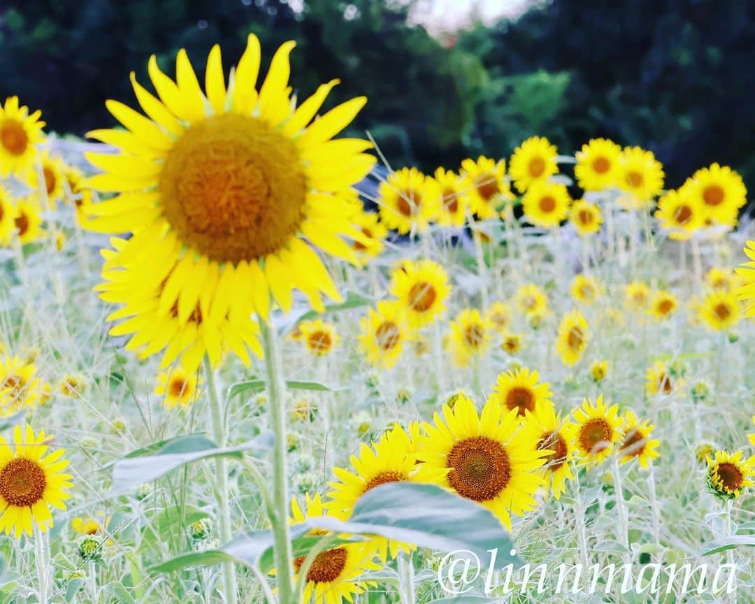 linnmamaさんのインスタグラム写真 - (linnmamaInstagram)「川沿いの公園の向日葵🌻第3弾〜①②③とっても綺麗に咲いてました🌻〜場所は第1弾、第2弾と違って、体験農園の方です😊〜たぶん向日葵🌻が終わったら大根とか植える畑になります〜④青空を入れて煽って撮ってみました📷〜⑤蜂🐝が蜜を吸いに来てるところに遭遇💕〜⑥たくさんの向日葵🌻〜いつも思うことだけど、向日葵🌻は咲いたばかりが一番綺麗💖 ＊ ＊ ＊ #柴犬#dog #柴犬凜の勇気凜々every day  #多頭飼い  #shibastagram  #my_eos_photo #eosr6#eosr10  #ドッグフォトグラファーズ #iphone12#iphone12promax #夕方散歩 #花活 #写活 #向日葵 #戸田川緑地 #戸田川緑地体験農園」7月31日 0時57分 - linnmama