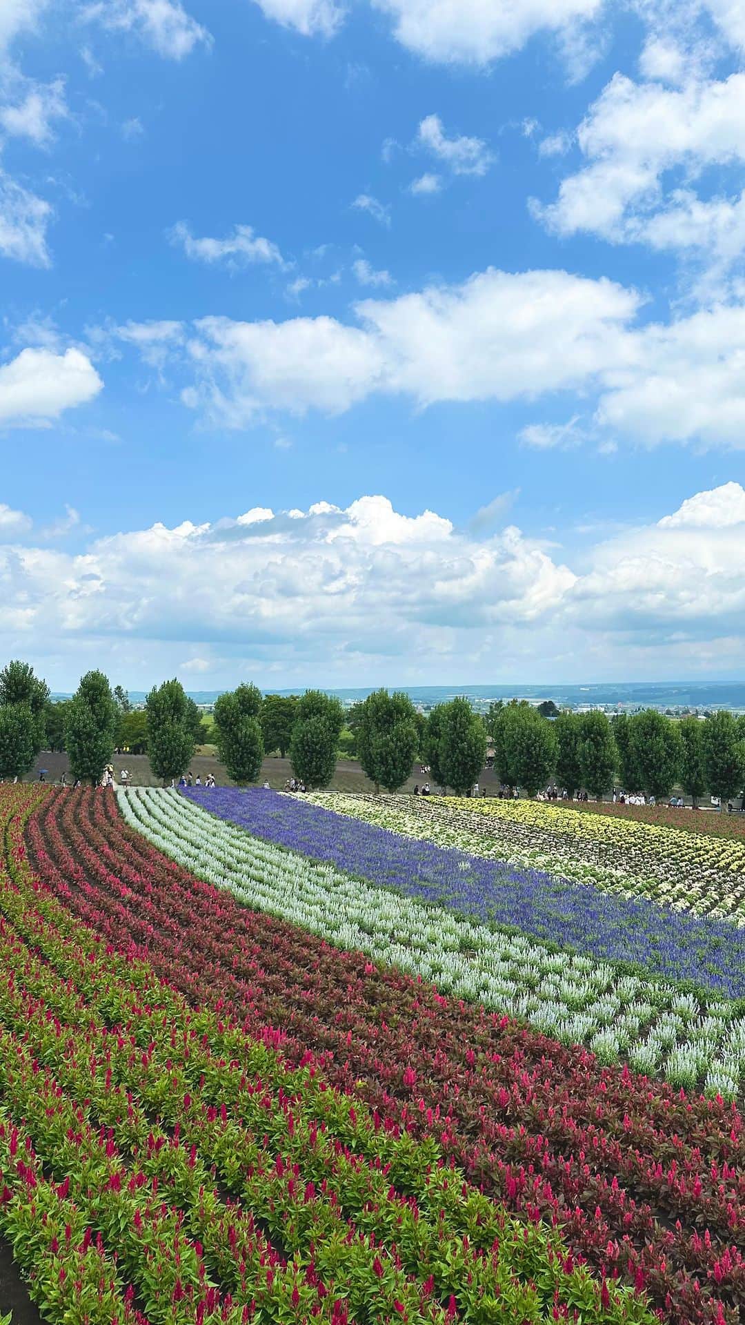 比嘉愛未のインスタグラム：「北海道旅🐄🪻🌻🍜💕  トマム〜富良野〜美瑛〜小樽〜札幌へと大移動🚙 娘がんばりました✌️ 親と過ごせる時間も後どれくらいなんだろうと思うと、このひと時もかけがけのないものです😌✨  #親子旅 #還暦 #おめでとう」