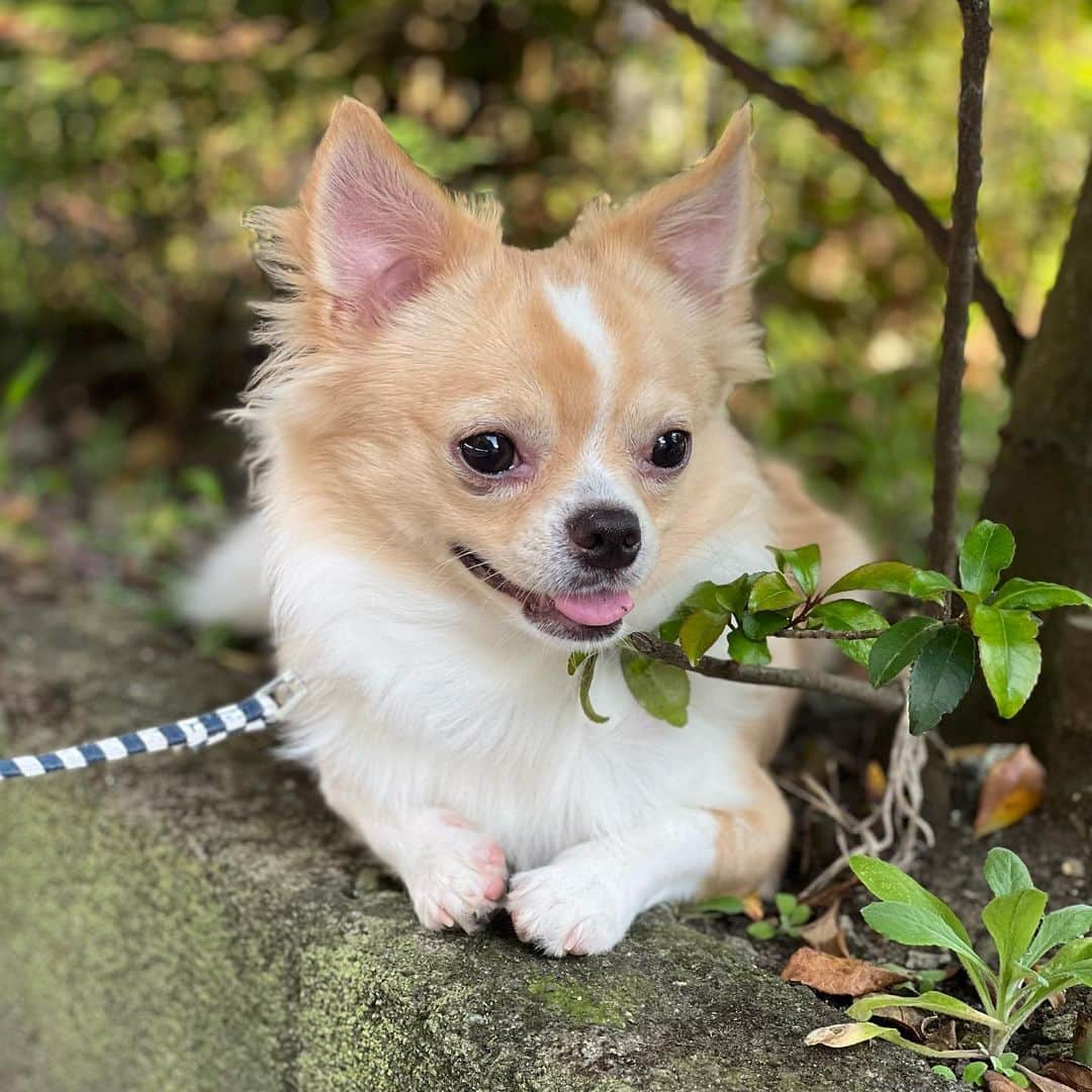 大塚美波さんのインスタグラム写真 - (大塚美波Instagram)「可愛いうちの犬🐶  #チワワ #チワワのいる暮らし」7月30日 17時07分 - _mi7mi12_