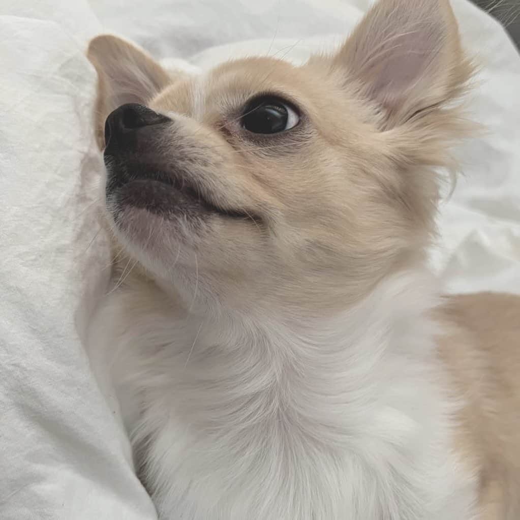 大塚美波さんのインスタグラム写真 - (大塚美波Instagram)「可愛いうちの犬🐶  #チワワ #チワワのいる暮らし」7月30日 17時07分 - _mi7mi12_