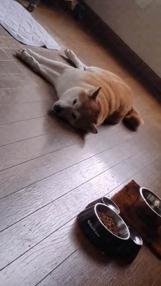 柴犬⭐️サスケのインスタグラム：「#さすけ#柴犬#赤柴#わんこのいる生活 #犬のいる生活 #暑くてご飯食べない#でも痩せないなぁ#おやつ食べ過ぎ⁡ ⁡⁡」