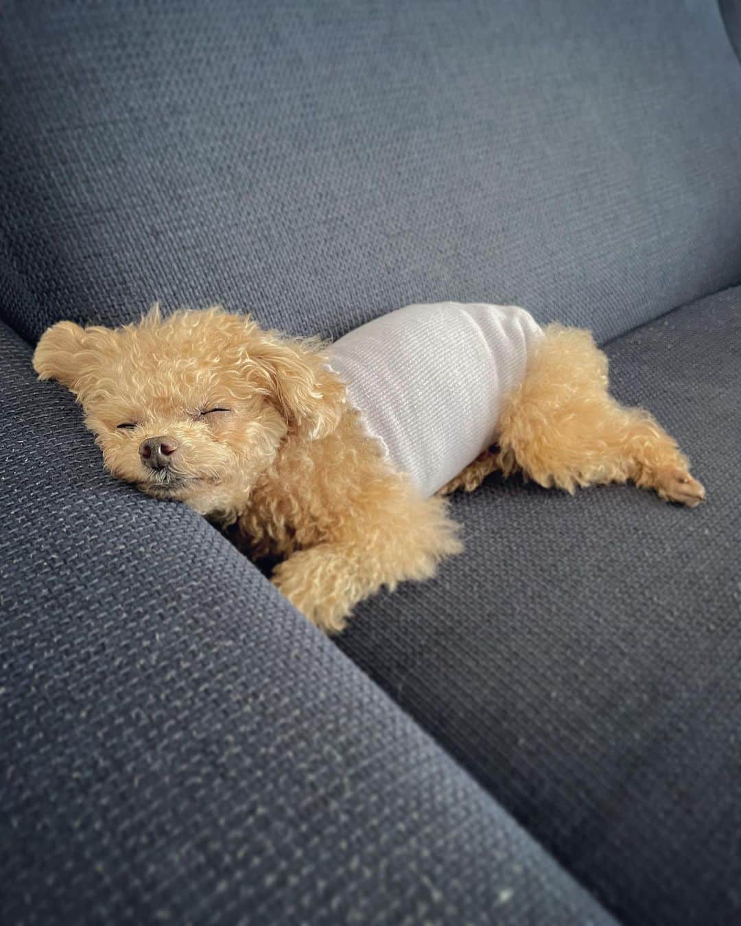 ふわのインスタグラム：「そろそろ起こして お散歩の準備しますかね〜  #toypoodle#toypoodlegram#dogsofinstagram#instadog#doglover#doglife#sleepydog#dog#fuwamama#ふわ#ふわもこのふわ#トイプードル#ふわもこ部#犬バカ部#親バカ部#犬のいる暮らし#いぬすたぐらむ#最強寝顔」
