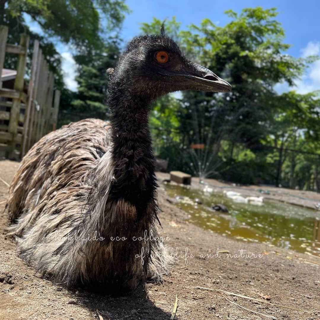 hokkaidoecoのインスタグラム：「夏だね🌺🏖🌴  #北海道エコ  #動物  #専門学校 #動物好きな人と繋がりたい #エミュー #ベッツ #エコ1のツンデレ #水浴び好き #暑い #夏だ #夏休みだ #🌊☀️🌴」