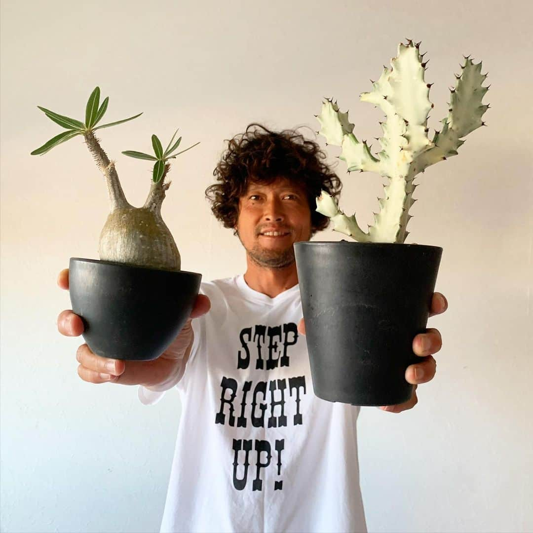 三浦理志さんのインスタグラム写真 - (三浦理志Instagram)「この子たちカワイイ！ @goldencamposokinawa  #pachypodium #pachypodiumgracilius #euphorbiaobesa #euphorbiawhiteghost  #パキポディウムグラキリス #ユーフォルビア」7月30日 17時57分 - mar4m